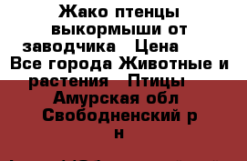 Жако птенцы выкормыши от заводчика › Цена ­ 1 - Все города Животные и растения » Птицы   . Амурская обл.,Свободненский р-н